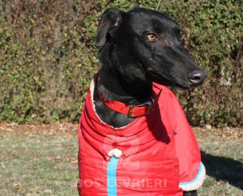Coralie Greyhound