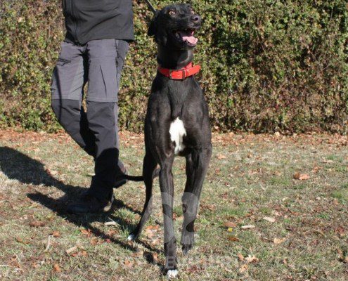 Coralie Greyhound
