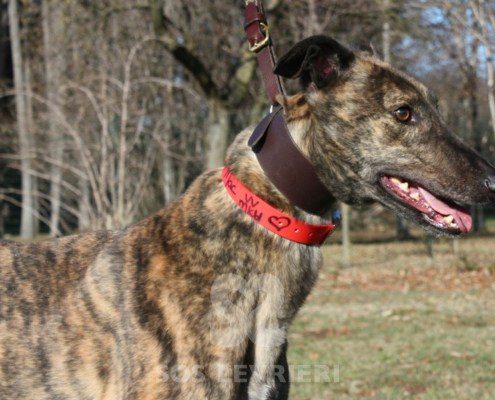 Ermes Greyhound