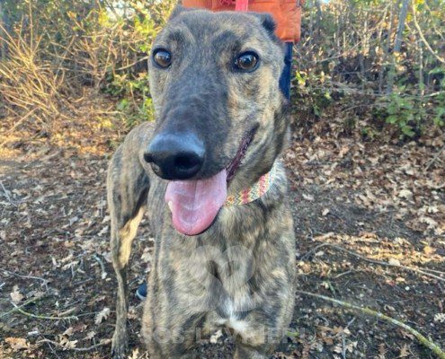 Ermes Greyhound