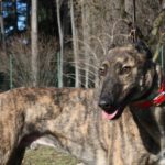 Ermes Greyhound