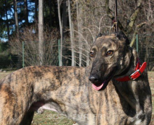 Ermes Greyhound