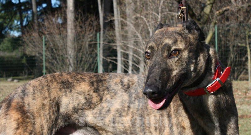 Ermes Greyhound