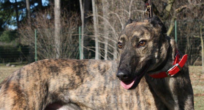 Ermes Greyhound