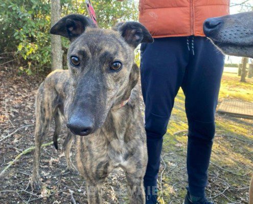 Ermes Greyhound