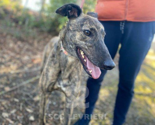 Ermes Greyhound