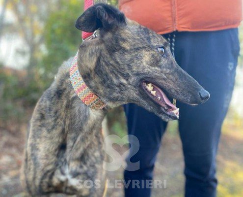 Ermes Greyhound
