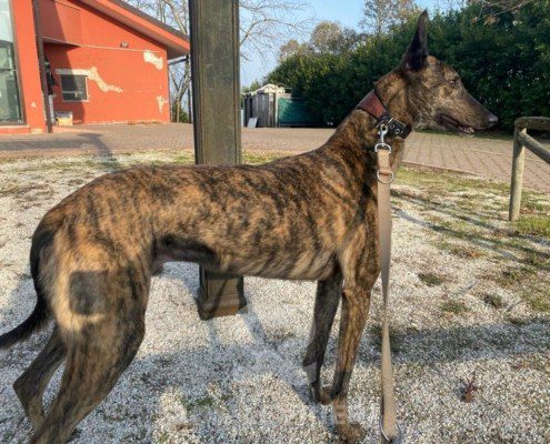 Ermes Greyhound