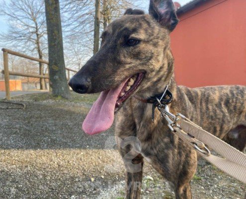 Ermes Greyhound
