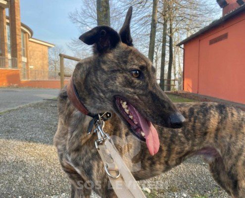 Ermes Greyhound