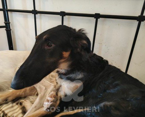 Frozen Borzoi