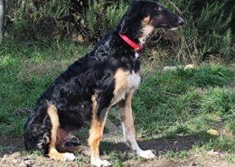 Frozen Borzoi