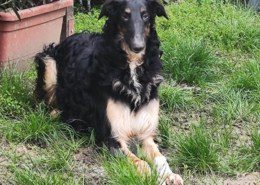 Frozen Borzoi