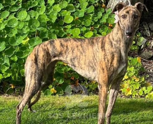 Jean Greyhound