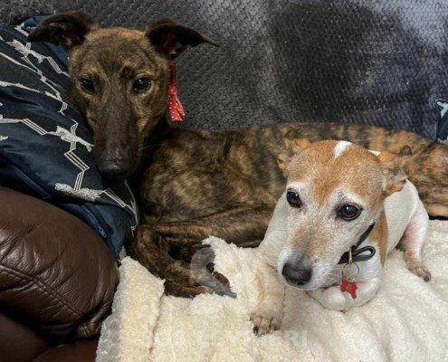 Ermes Greyhound