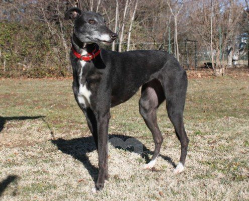Matilde Greyhound