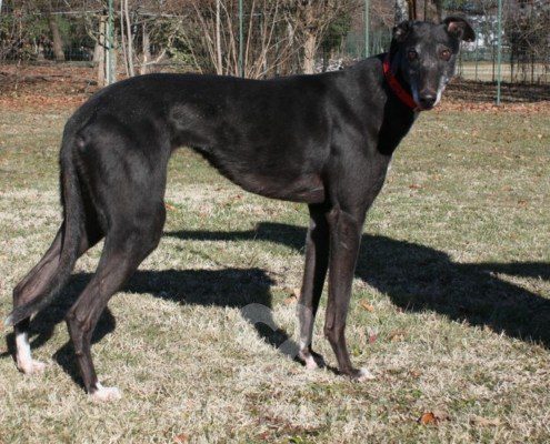 Matilde Greyhound