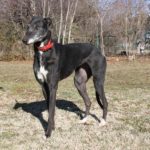 Matilde Greyhound