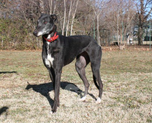 Matilde Greyhound