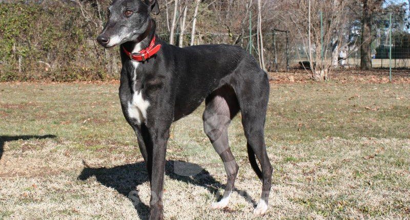 Matilde Greyhound