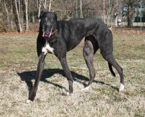 Matilde Greyhound
