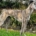 Ophelia Greyhound