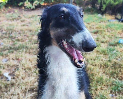 Sobranie Borzoi