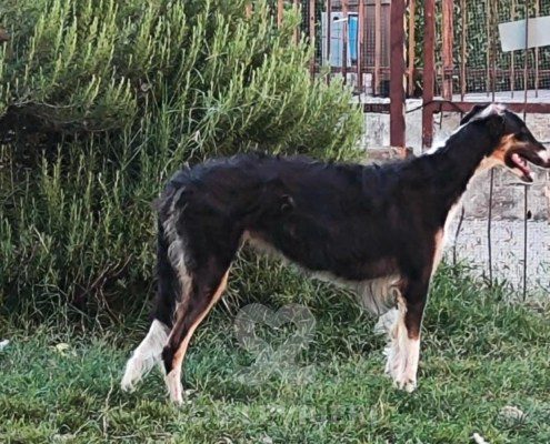 Sobranie Borzoi