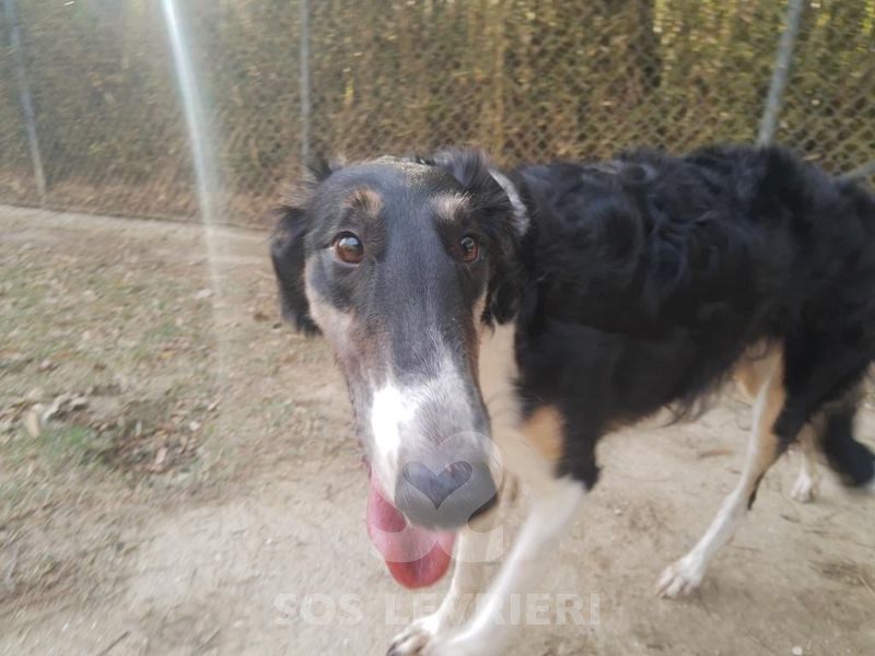 Sobranie Borzoi