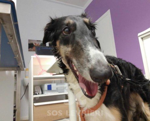 Sobranie Borzoi