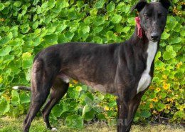 Steve Greyhound