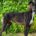 Steve Greyhound