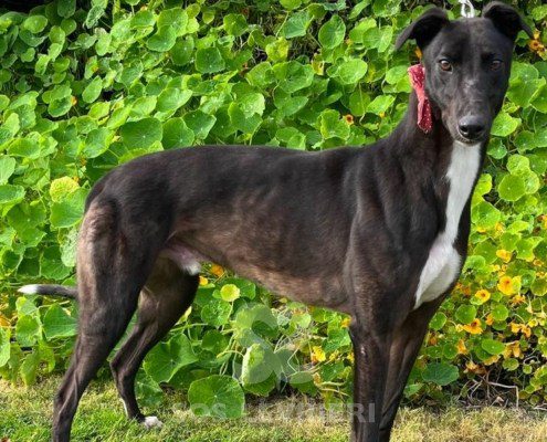 Steve Greyhound