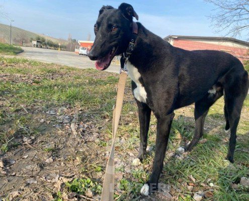 Steve Greyhound