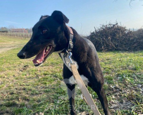 Steve Greyhound