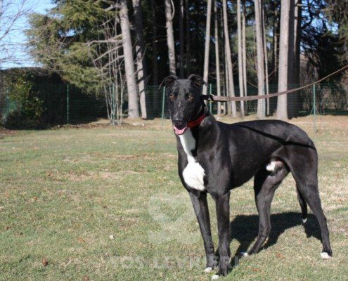 Steve Greyhound