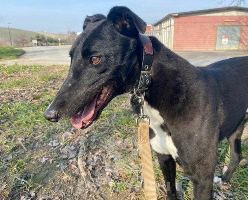 Steve Greyhound