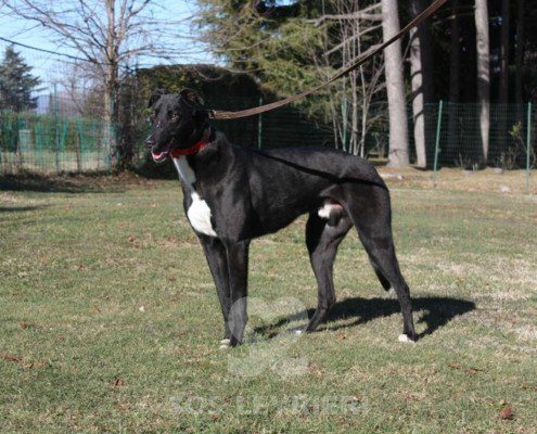Steve Greyhound