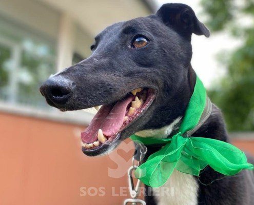 Steve Greyhound