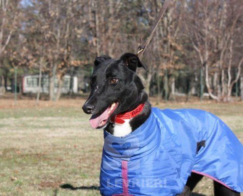 Steve Greyhound