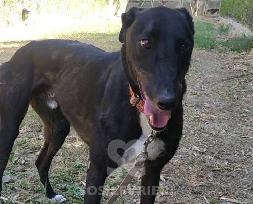 Steve Greyhound