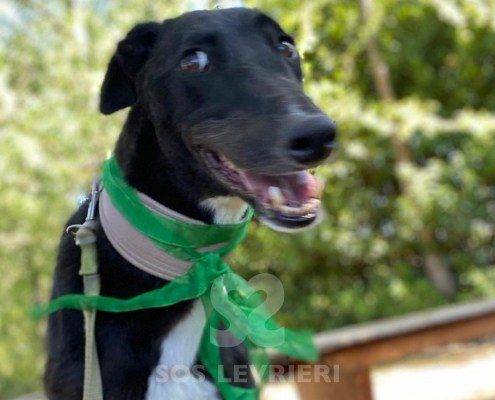 Steve Greyhound