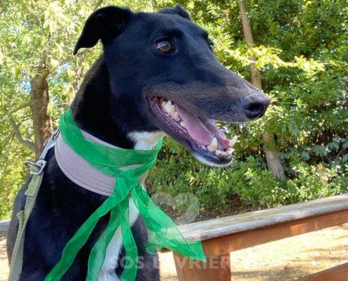 Steve Greyhound