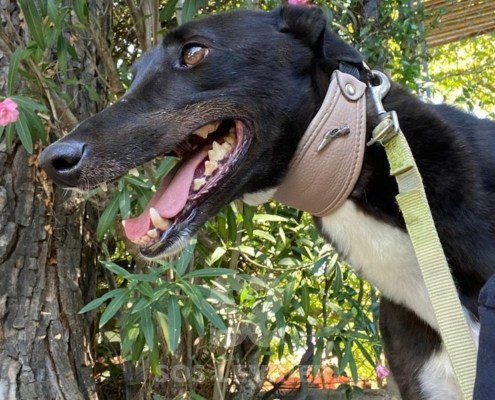Steve Greyhound