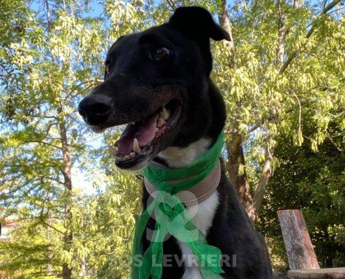 Steve Greyhound