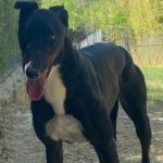 Steve Greyhound
