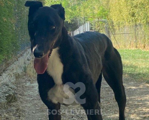 Steve Greyhound