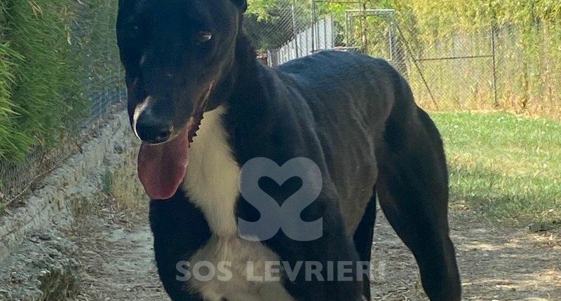 Steve Greyhound