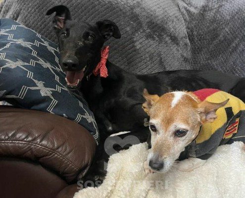 Vincent Greyhound
