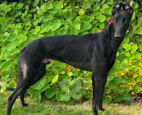 Vincent Greyhound